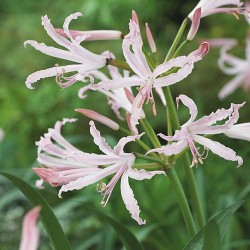 Nerine bowdenii ‘Vesta’