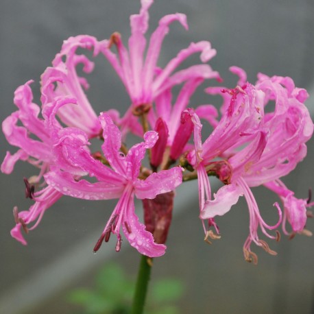 3, Nerine PINK TRIUMPH BULBOS DE FLORES para una floración de primavera/verano/otoño 