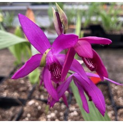 Bletilla ‘Dark Purple’