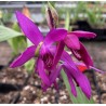 Bletilla ‘Dark Purple’