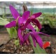 Bletilla ‘Dark Red’