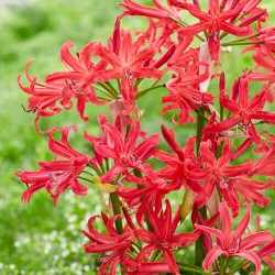 Nerine bowdenii 'Pearl Of Cherry'