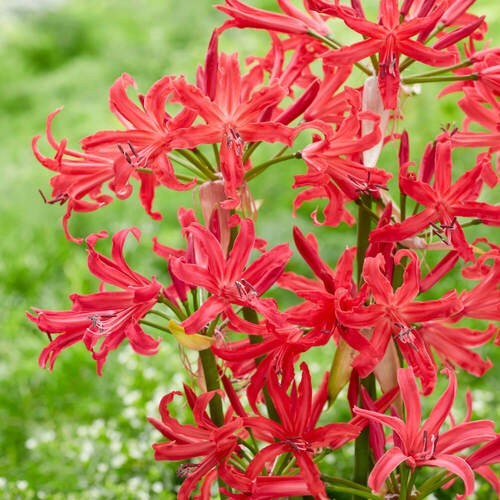 Nerine