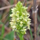 Dactylorhiza ochroleucea – Strohgelbes knabenkraut