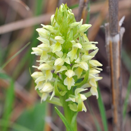 Dactylorhiza ochroleucea - Pale yellow orchid