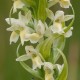 Dactylorhiza ochroleucea - Pale yellow orchid