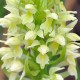 Dactylorhiza ochroleucea - Pale yellow orchid