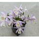 Pleione formosana ‘light’