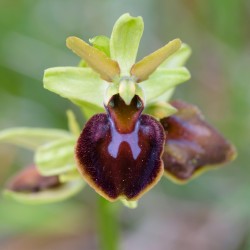 Ophrys sphegodes - Spinnenorchidee