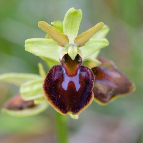Ophrys sphegodes - Orchidea ragno