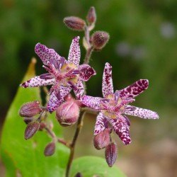 Tricyrtis 'Sinonome'