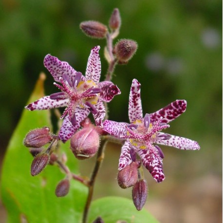 Tricyrtis 'Sinonome'