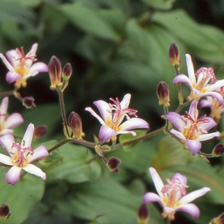 Tricyrtis 'Tojen'