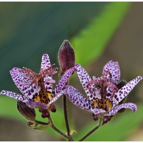 Tricyrtis hirta