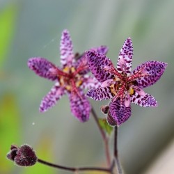 Tricyrtis hirta 'Miyazaki'