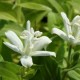 Tricyrtis hirta 'Alba'