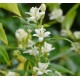 Tricyrtis hirta 'Alba'