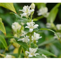 Tricyrtis hirta 'Alba'