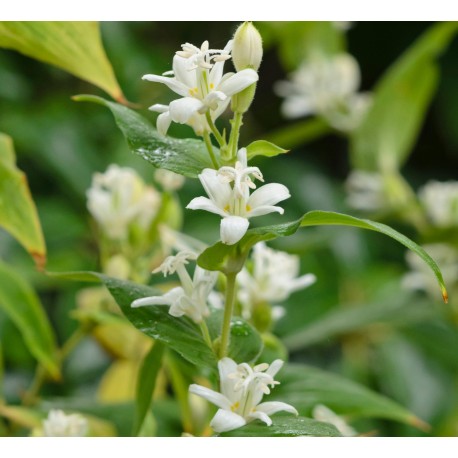 Tricyrtis hirta 'Alba'