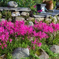 Nerine bowdenii