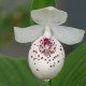 Cypripedium ‘Ulla Silkens’ – Vitro-plants (50 pièces)