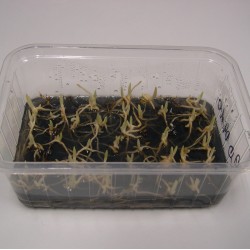 Cypripedium 'Ulla Silkens' - Vitro seedlings (50 pieces)