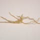 Cypripedium ‘Ulla Silkens’ – Vitro-plants (50 pièces)