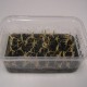 Cypripedium reginae – Vitro-plants (50 pièces)