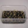 Cypripedium reginae - Vitro pflanzen (50 Stück)