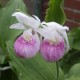 Cypripedium reginae – Vitro-plants (50 pièces)