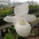 Cypripedium reginae 'alba'