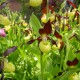 Cypripedium ‘Ulla Silkens’ – Vitro-plants (50 pièces)