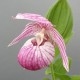 Cypripedium 'Renate'