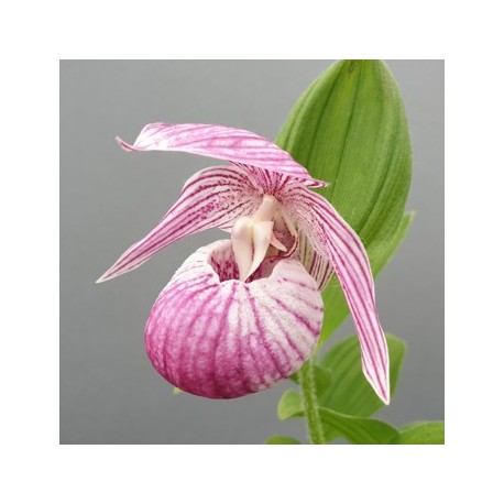 Cypripedium 'Renate'