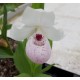 Freiland orchidee Cypripedium ‘Ulla Silkens’ 