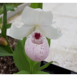 Cypripedium ‘Ulla Silkens’ 