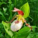 Cypripedium 'Sabine pastel'