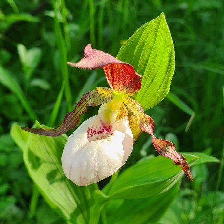 Cypripedium 'Sabine Pastel'