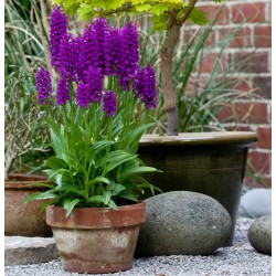 Dactylorhiza foliosa - Madeira Knabenkraut