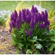 Dactylorhiza foliosa - Madeira Knabenkraut