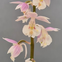 Calanthe 'Pink & Cream’