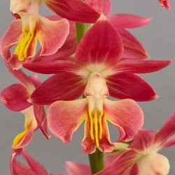 Calanthe 'Red Sunset'