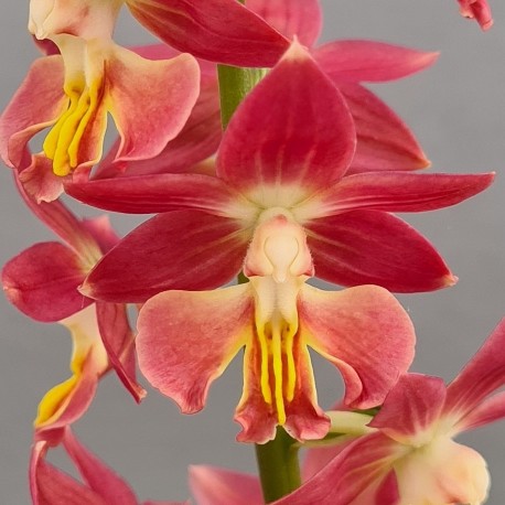 Calanthe 'Pink & Cream’