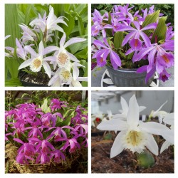 Sortiment von 4 Tibetorchideen - Pleione Garten