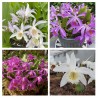 Sortiment von 4 Tibetorchideen - Pleione Garten