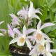 Orchidée de jardin Pleione