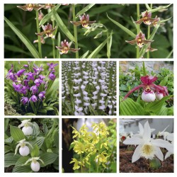 Assortiment ‘Floraison d’Avril à Octobre’