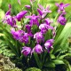 Assortimento Alpha - Kit di diverse orchidee da giardino - Cypripedium, Bletilla, Calanthe, Epipactis e Spiranthes