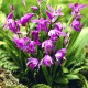 Freiland orchidee Assortiment Alpha - Kit de plusieurs Orchidées de Jardin Cypripedium Bletilla Epipactis et Spiranthes