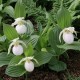 Assortimento Alpha - Kit di diverse orchidee da giardino - Cypripedium, Bletilla, Calanthe, Epipactis e Spiranthes